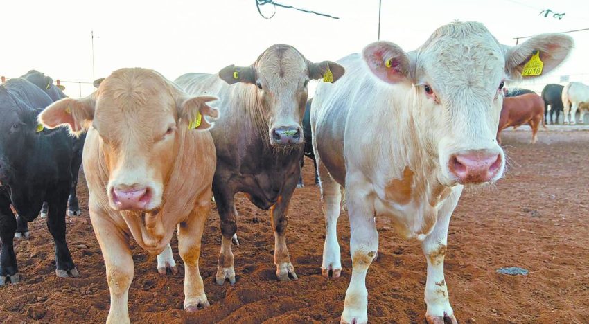 Sobreoferta de carne amenaza con desarticular la producción nacional