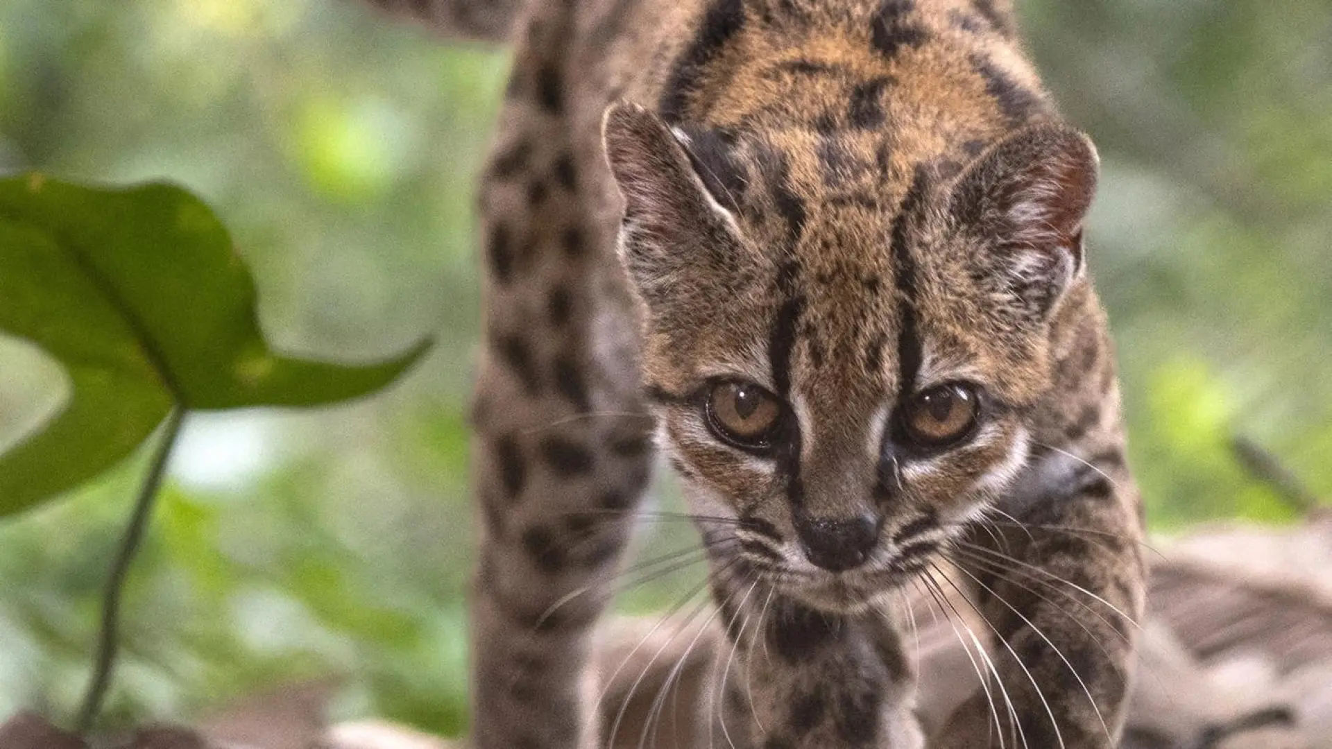 Descubren en Bolivia una nueva especie de felino, la primera en más de un siglo