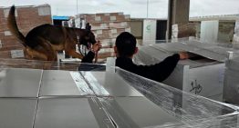 Personal de aduanas y elementos de la GN aseguraron 1,357 kilos de metanfetamina en Aduana de Tijuana