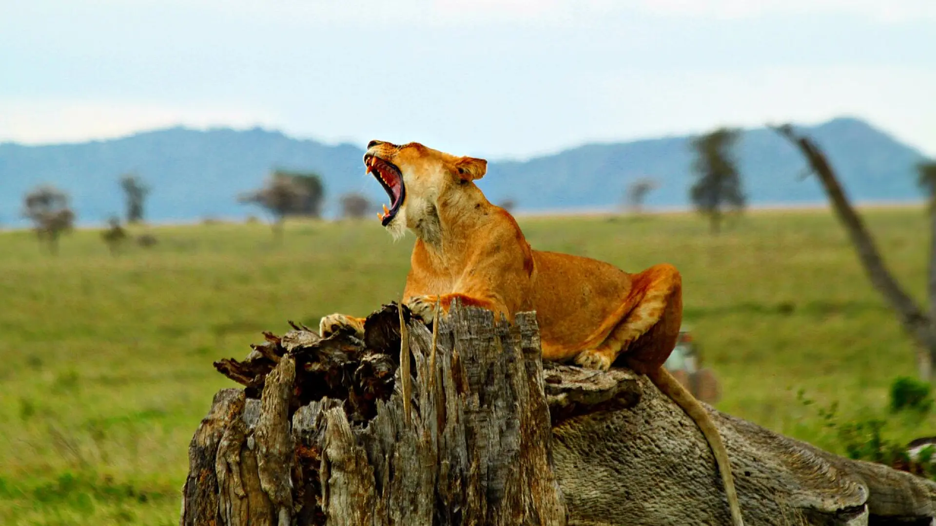 Investigan la muerte por envenenamiento de diez leones en Tanzania