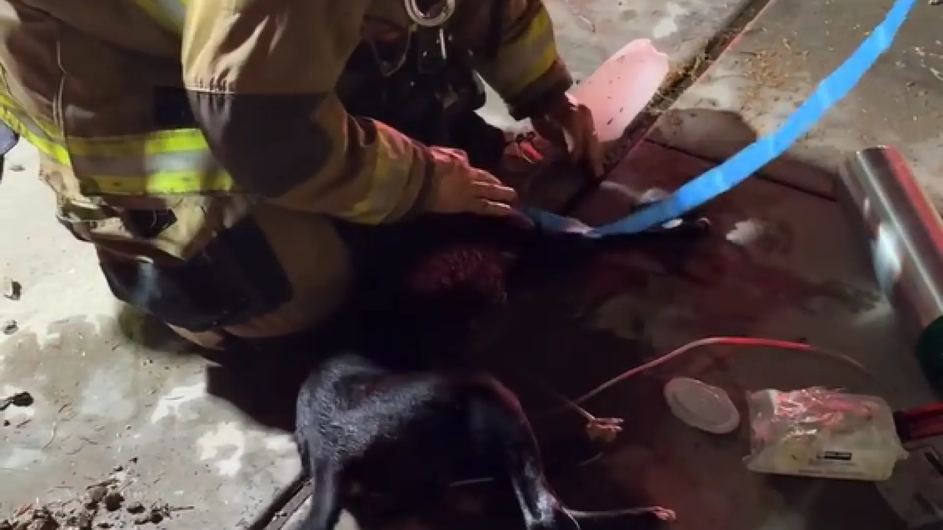 Los bomberos rescatan a dos perros de un incendio en Phoenix y les reaniman con máscaras de oxígeno