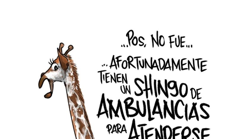Shihuahua