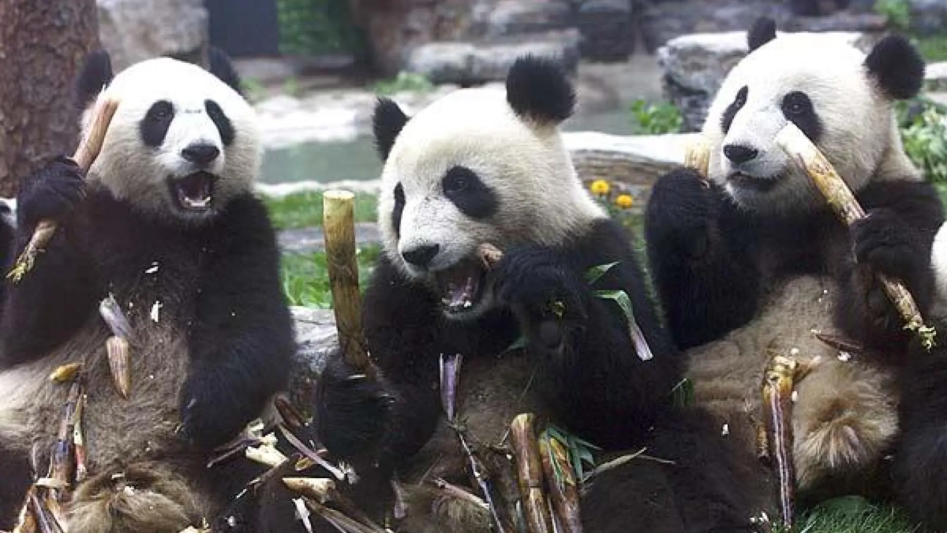 El significado detrás del regalo de Xi a Trump: la «diplomacia del panda», 85 años de regalos y préstamos de embajadores peludos