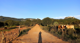 Zacatecas destina más de 594 millones de pesos al sector rural