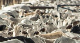 También se contrae la actividad pecuaria