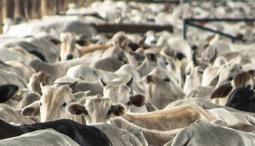 También se contrae la actividad pecuaria