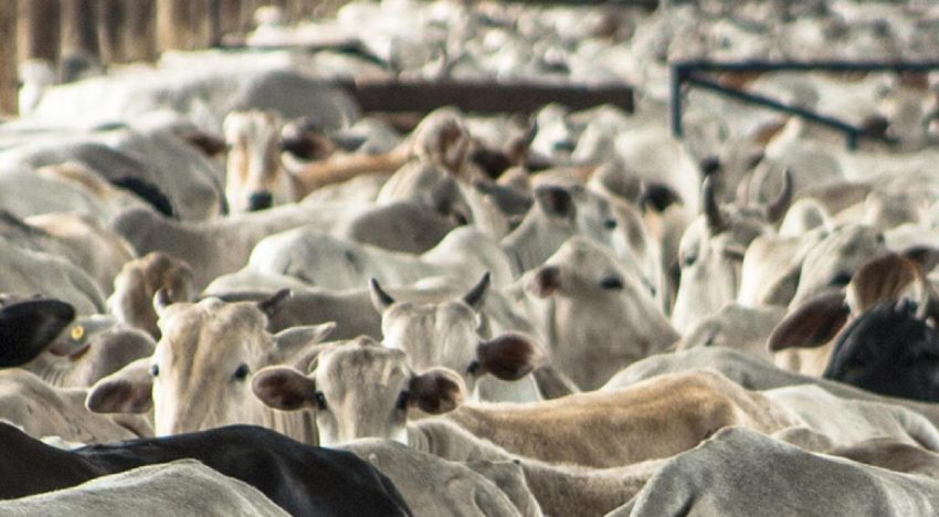 También se contrae la actividad pecuaria