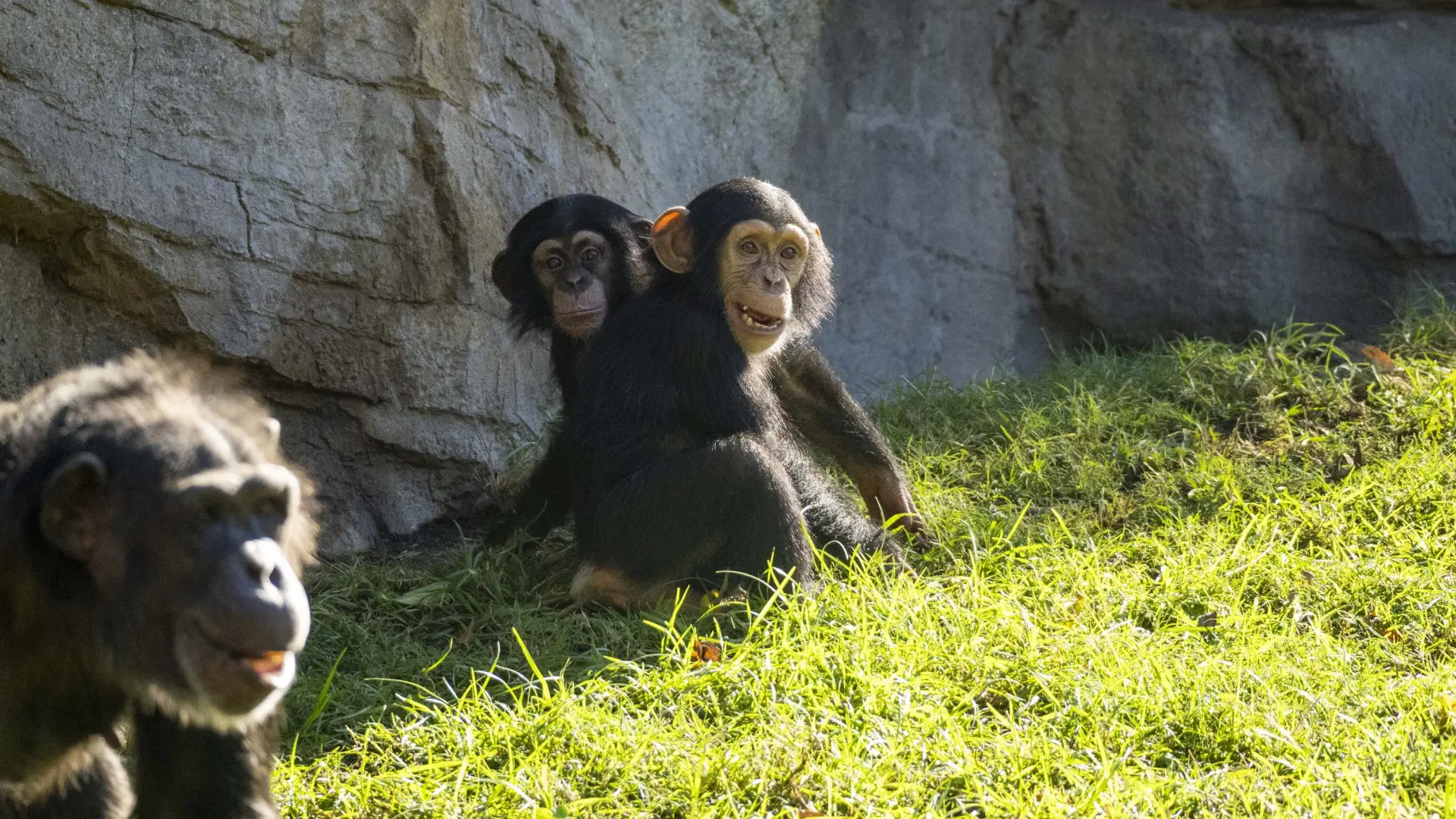 Científicos crean una “miniglándula” humana que funciona dentro de un mono