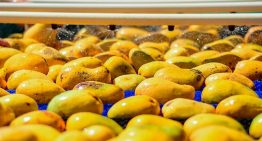Oaxaca y Concamin acuerdan elevar compras de mango del Istmo