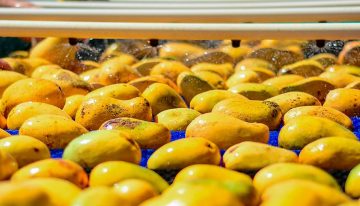 Oaxaca y Concamin acuerdan elevar compras de mango del Istmo