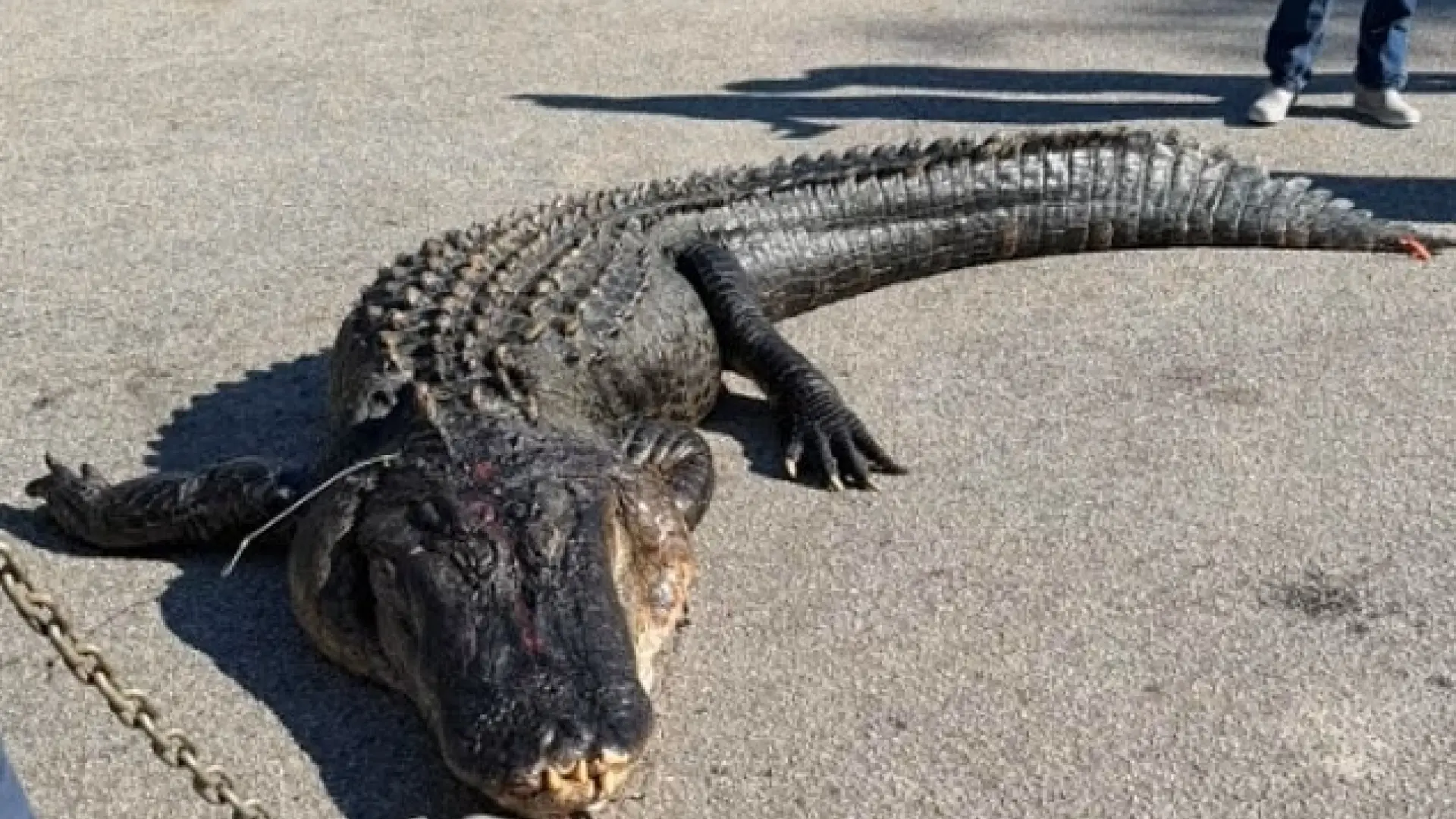Capturan en EEUU un gigantesco caimán de cuatro metros y 380 kilos: «Lo hemos estado buscando años»