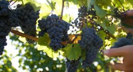 ¿Salvará el vino sin alcohol al sector?