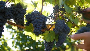 ¿Salvará el vino sin alcohol al sector?