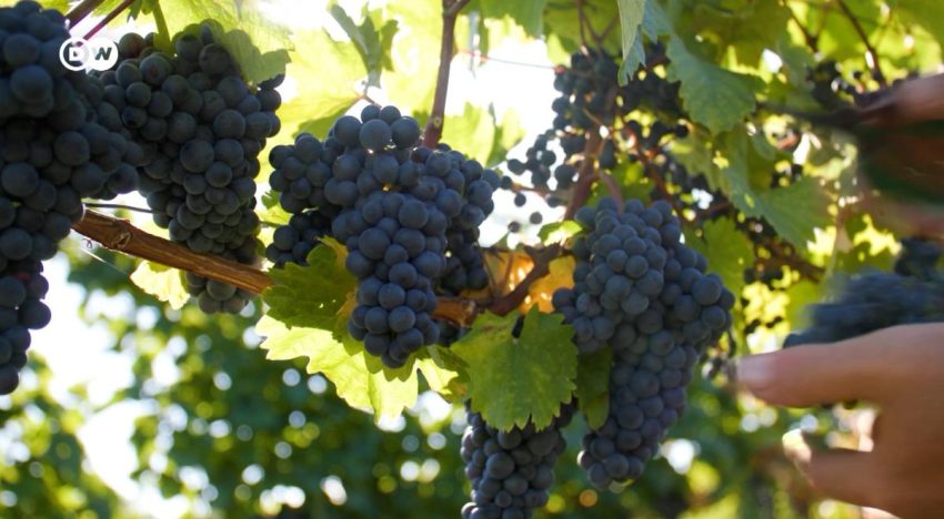 ¿Salvará el vino sin alcohol al sector?