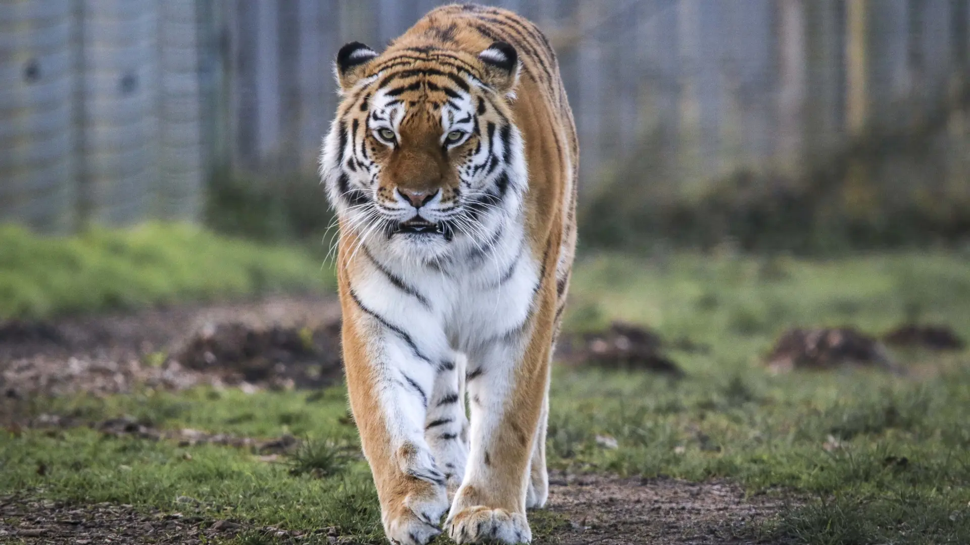 Un tigre mata a un joven que se coló en su recinto en un zoo de Inglaterra