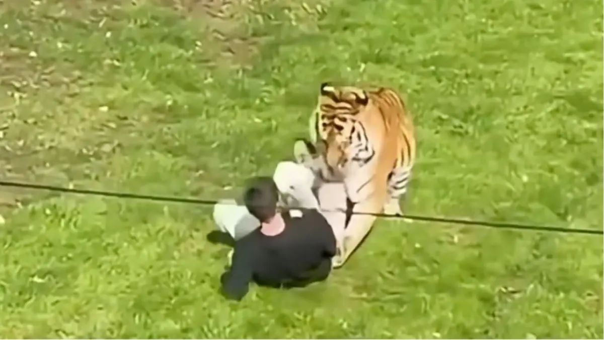 Hombre entra a recinto de tigres en zoológico británico y muere tras ataque