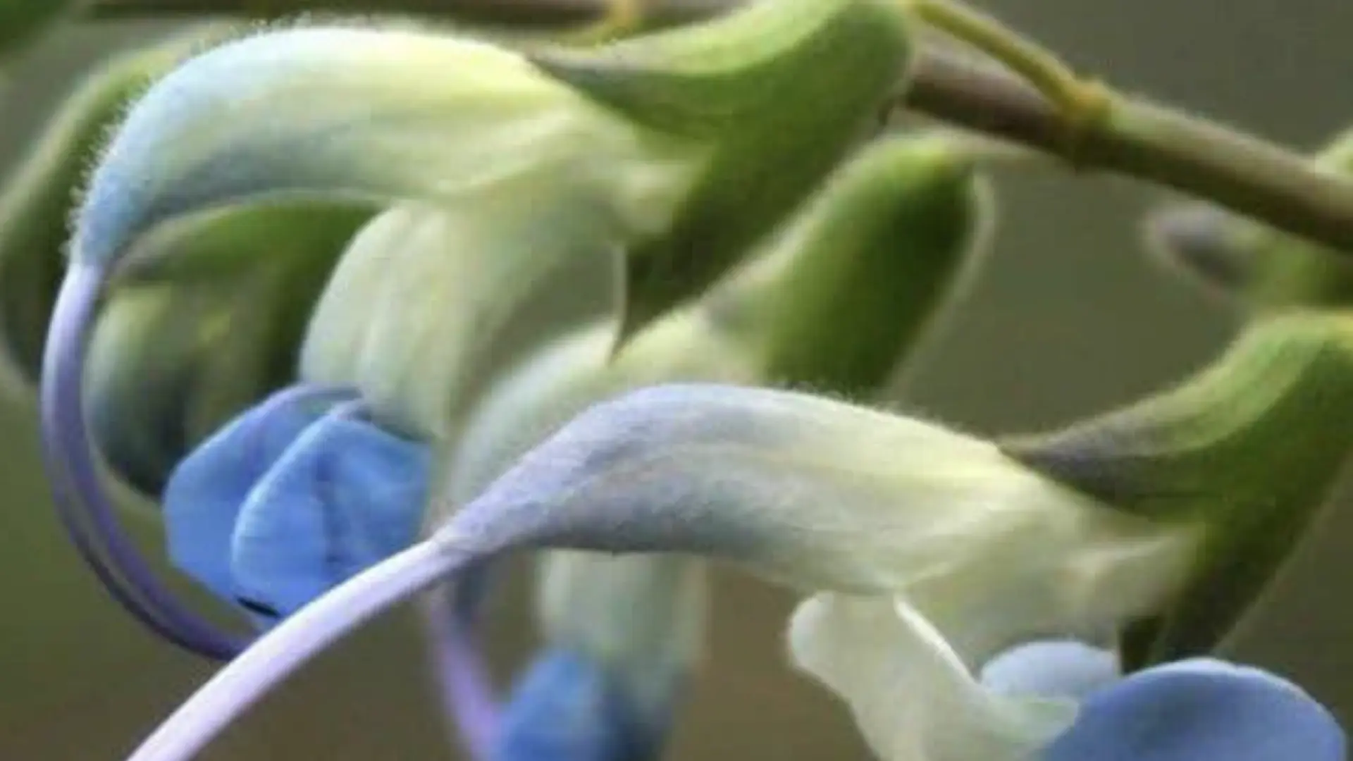 Descubren en Perú una nueva especie de flores celestes y la bautizan en honor a Lionel Messi
