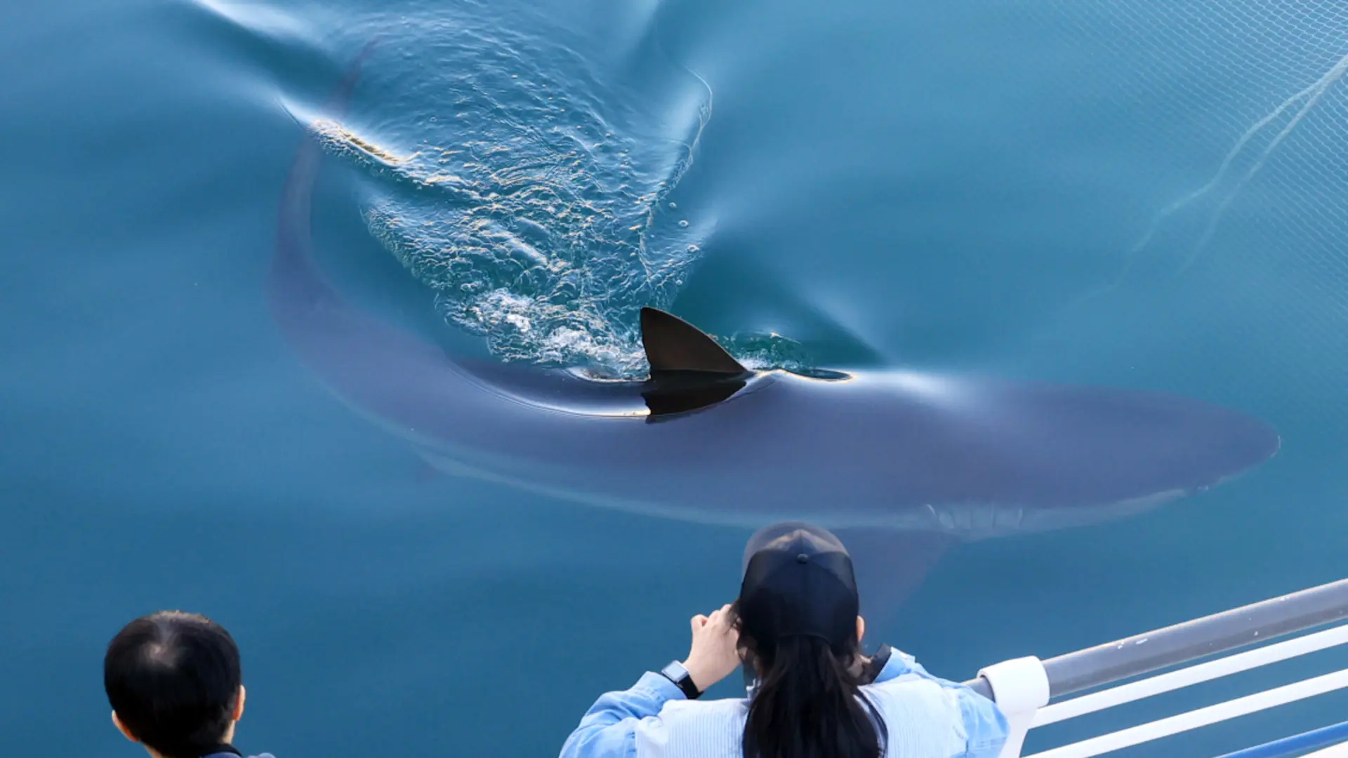 El tiburón Bukangi regresa a mar abierto: se convirtió en atracción turística en Corea del Sur tras quedar varado en un canal