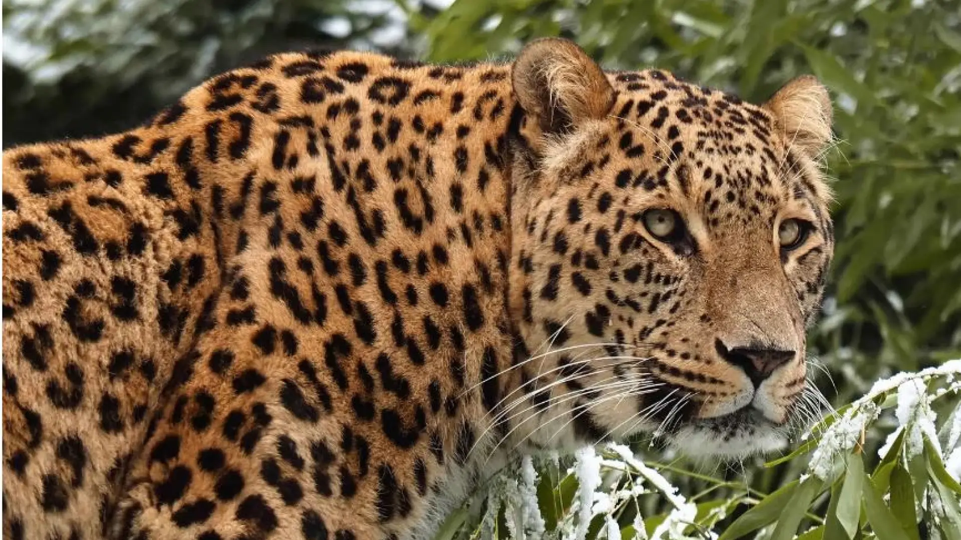 La cuidadora de un zoo de Países Bajos, en estado crítico tras ser atacada por un leopardo: «No vamos a hacer nada con él»