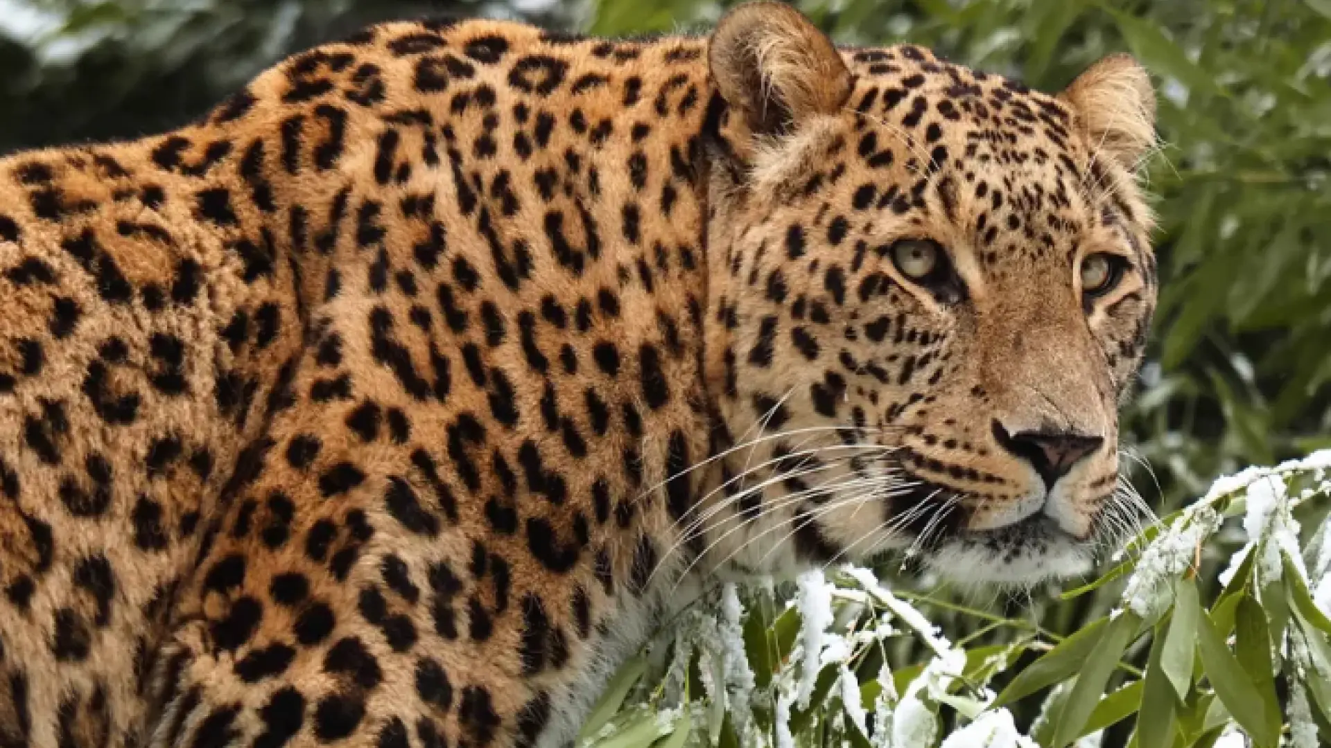 Muere una cuidadora de un zoológico neerlandés tras el ataque de un leopardo