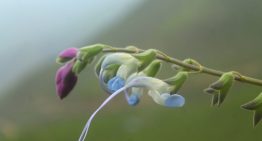 Lionel Messi ahora también tiene una planta: el increíble «homenaje» de unos científicos en Perú por sus flores celestes y blancas