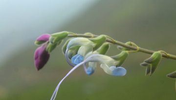 Lionel Messi ahora también tiene una planta: el increíble «homenaje» de unos científicos en Perú por sus flores celestes y blancas